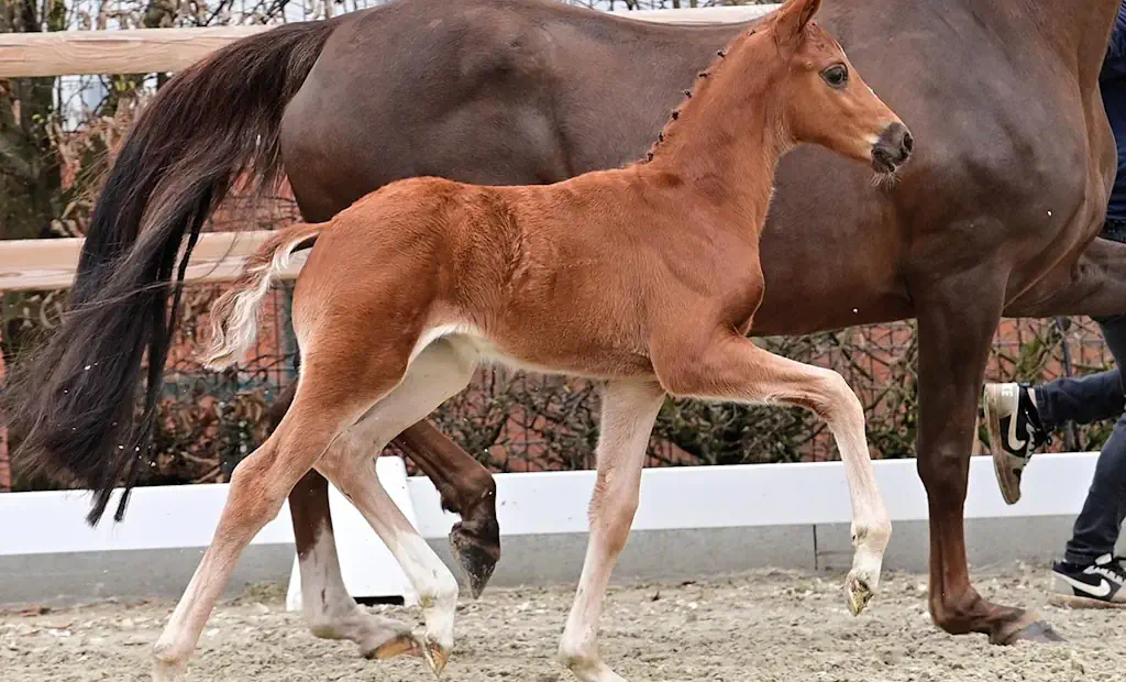 KWPN Select Sale und Oldenburger Verband präsentieren exklusive Fohlenkollektion bei Horses & Dreams
