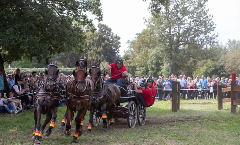 Vierspänner zurück in Donaueschingen