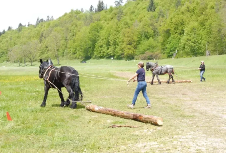Exkursion zu „Rekordbäumen“ und alten Alleen, Rückepferde live erleben