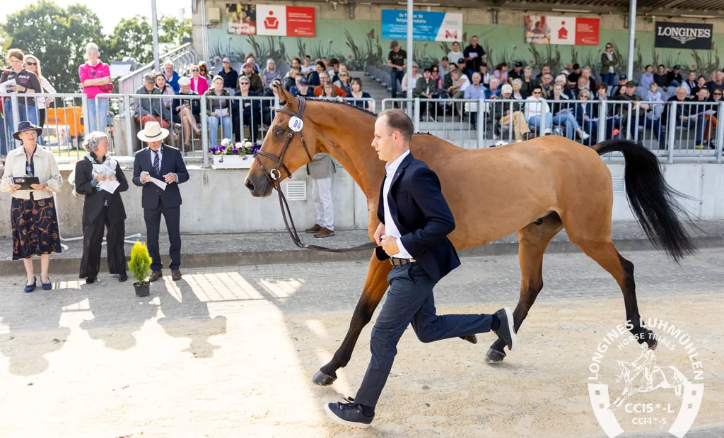 Longines CCI5*-L Verfassungsprüfung