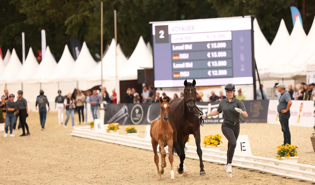 20 Dressurfohlen begeisternbei erster German Horse Quality-Auktion